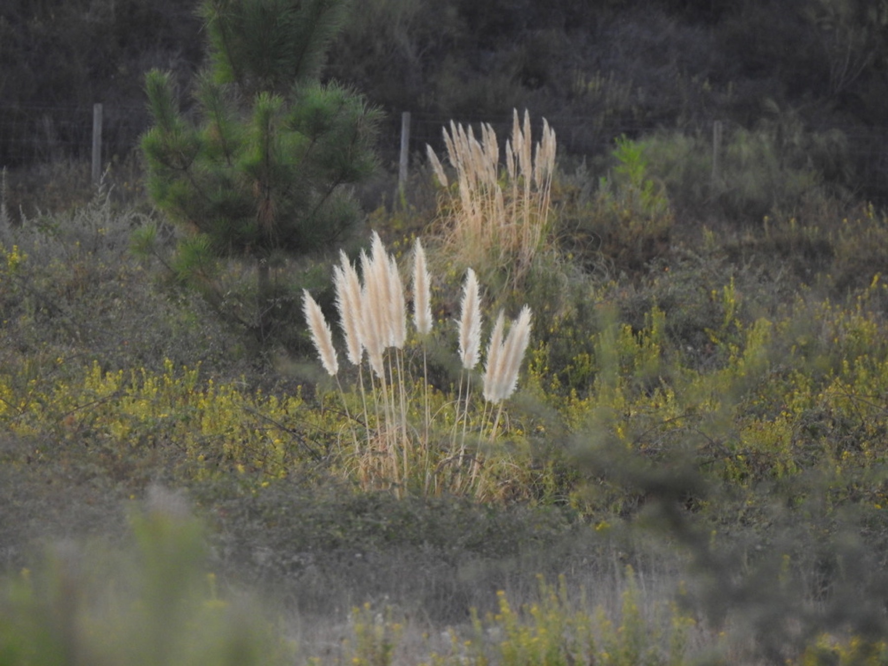 Pampas Grass — photo 14