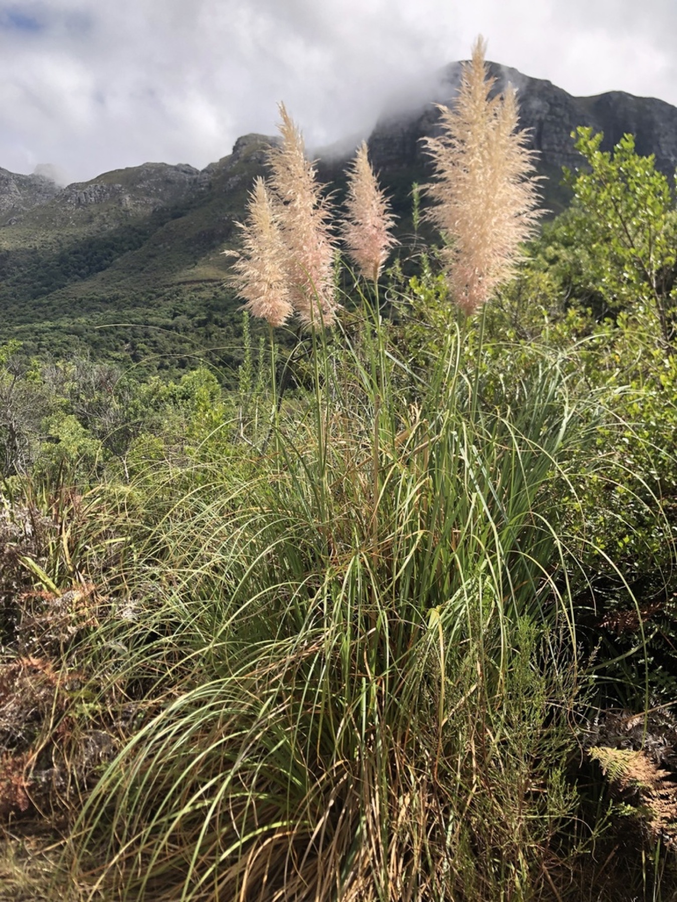 Pampas Grass — photo 15