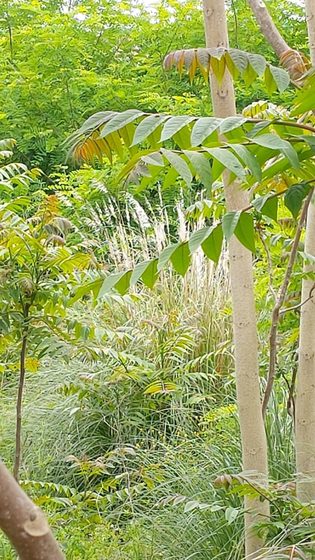 Pampas Grass — photo 17