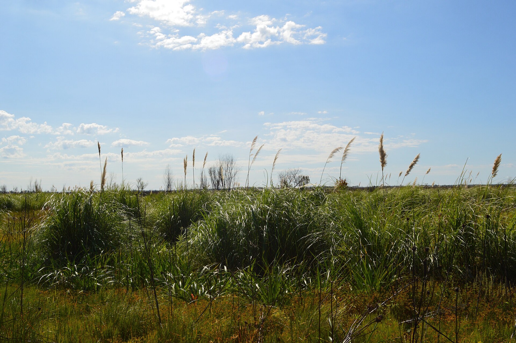 Pampas Grass — photo 18