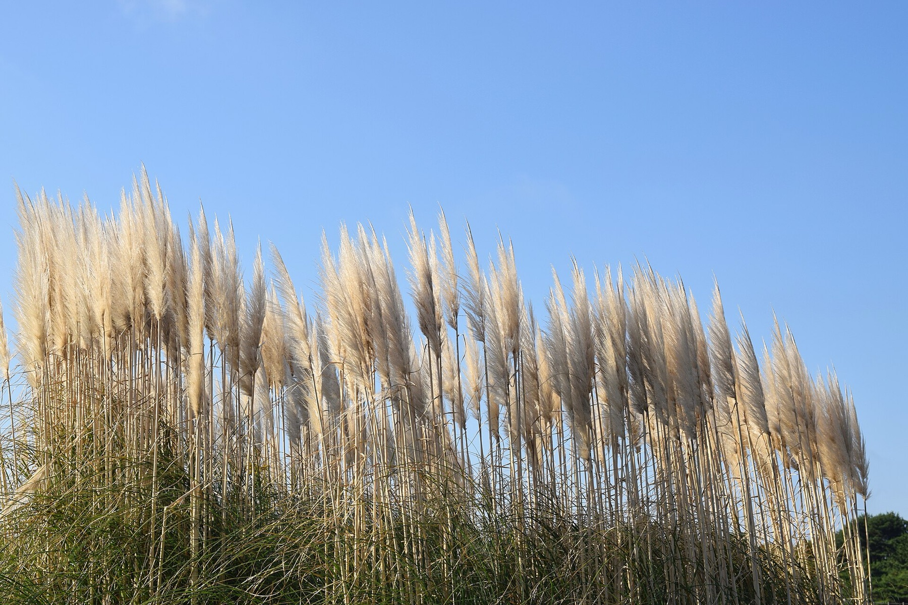 Pampas Grass — photo 19