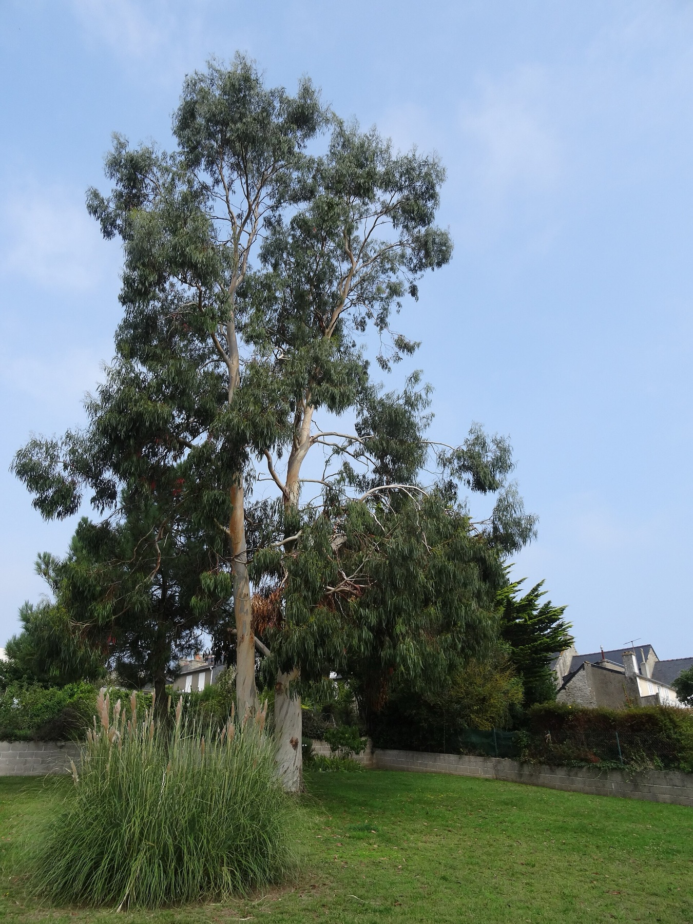 Pampas Grass — photo 20