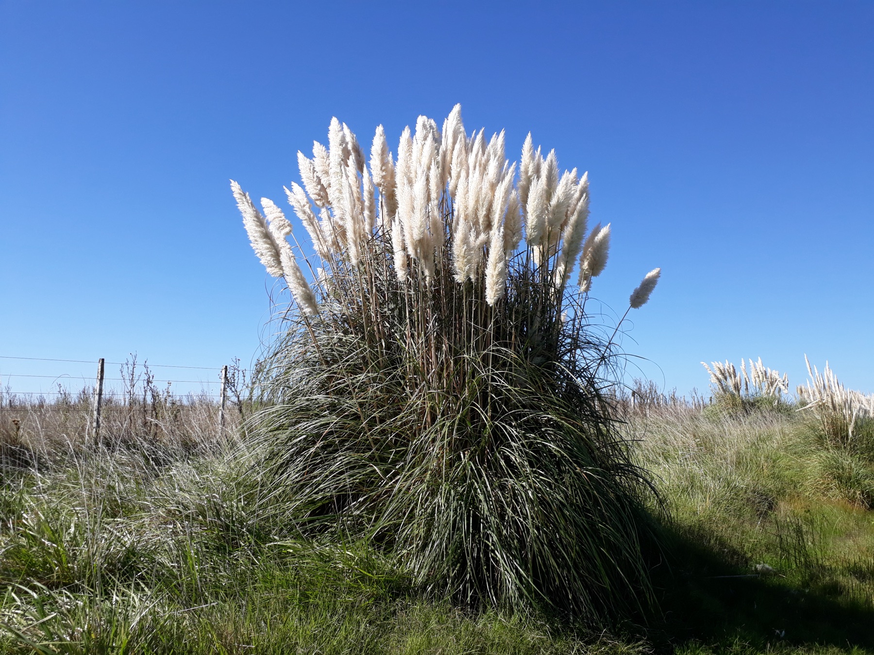 Pampas Grass — photo 21