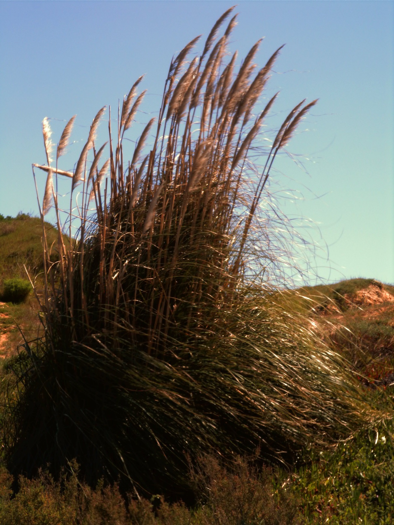 Pampas Grass — photo 23