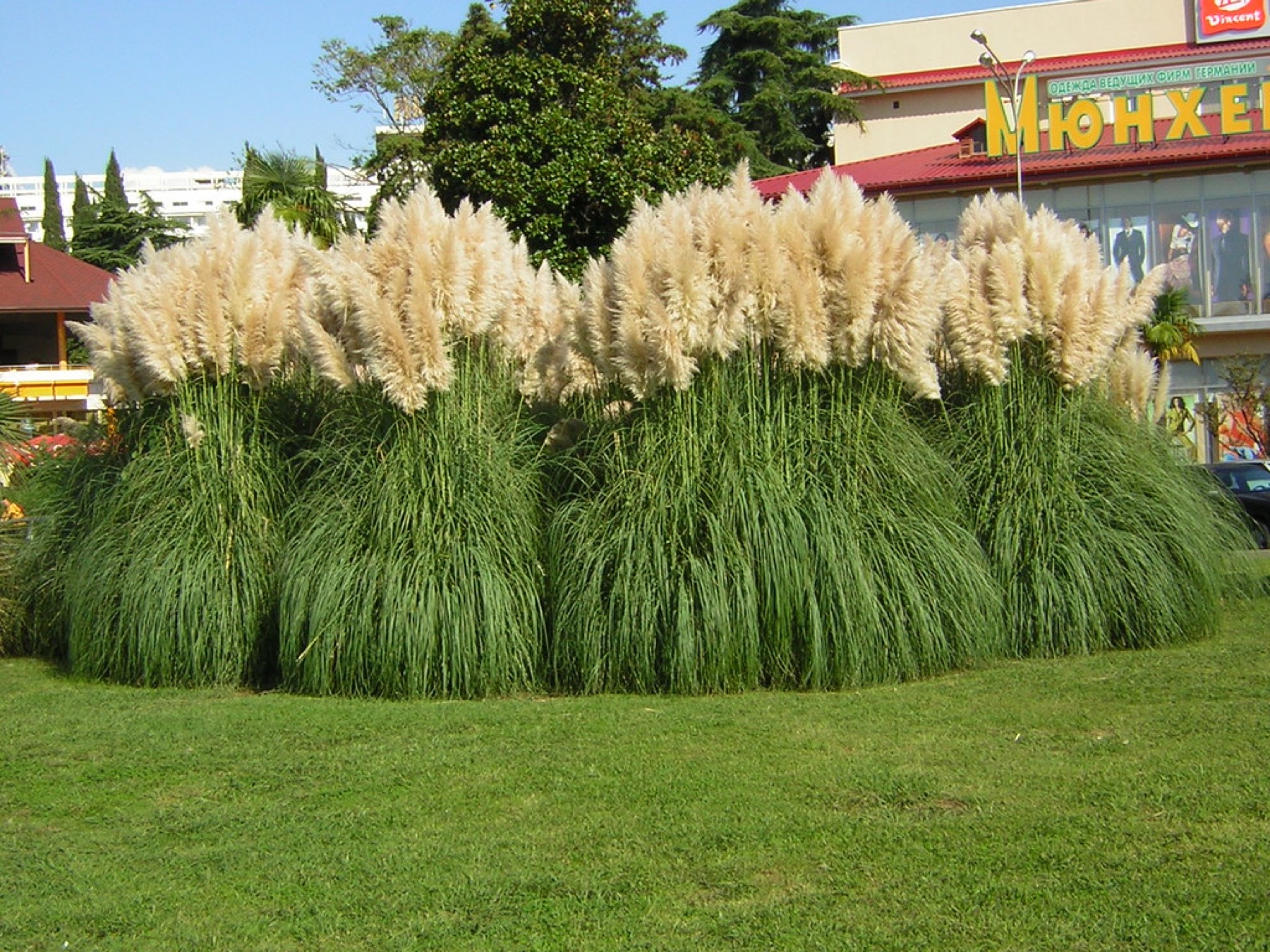 Pampas Grass — photo 24
