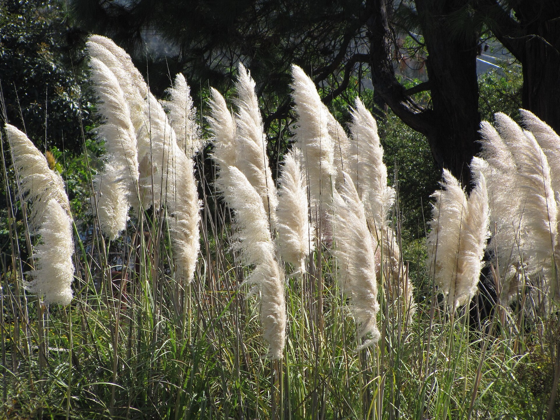 Pampas Grass