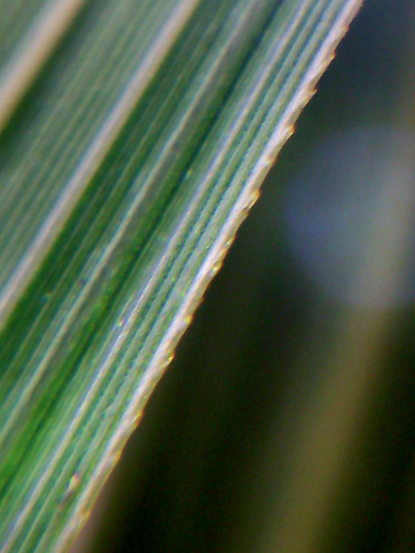 Pampas Grass — photo 2