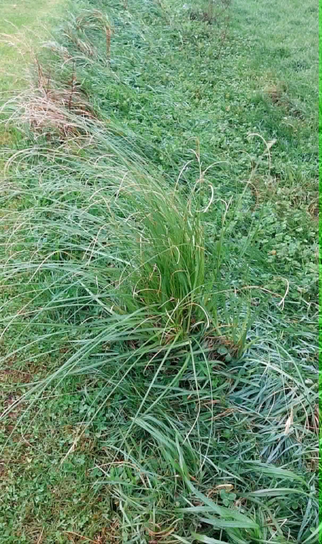 Pampas Grass — photo 3