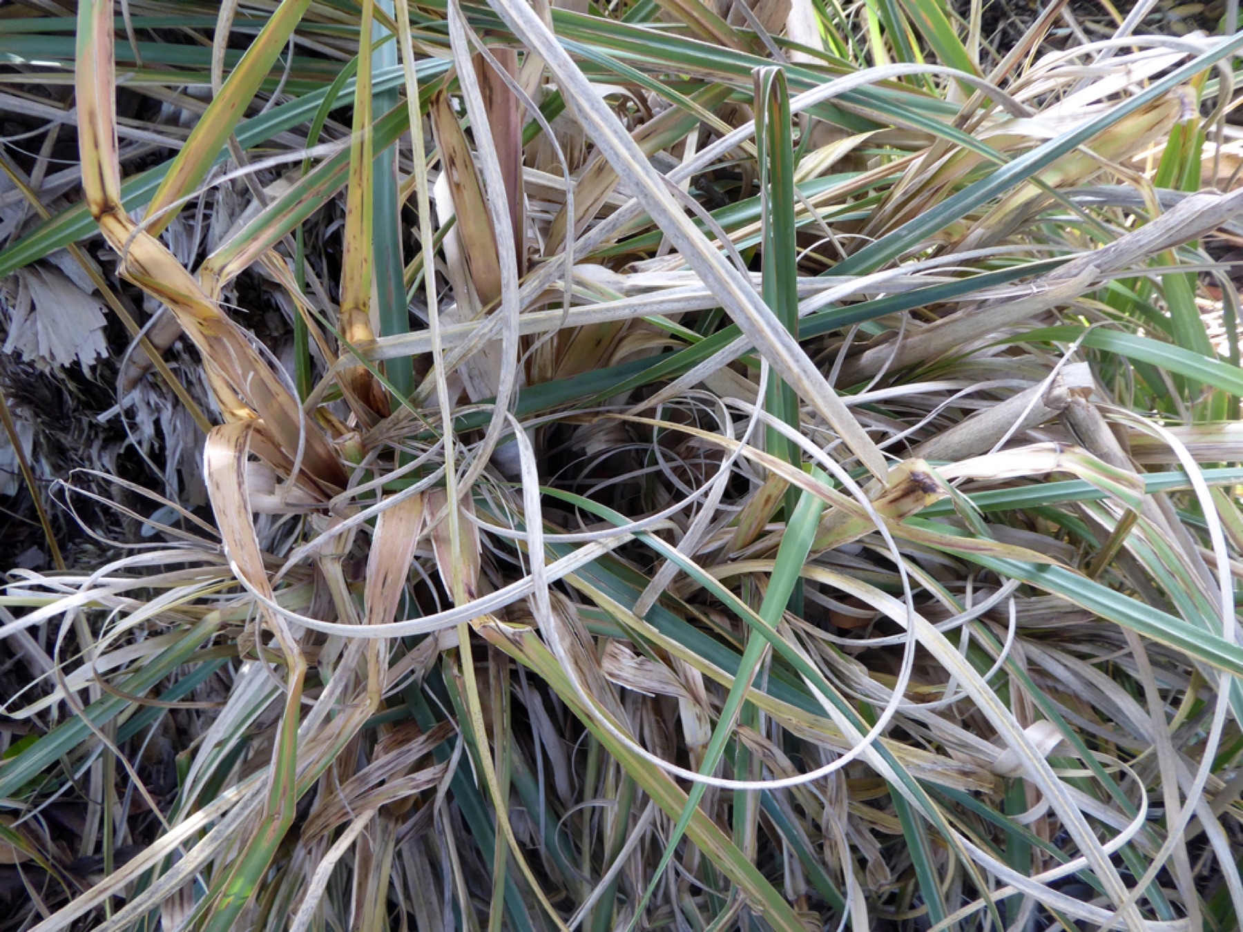 Pampas Grass — photo 4