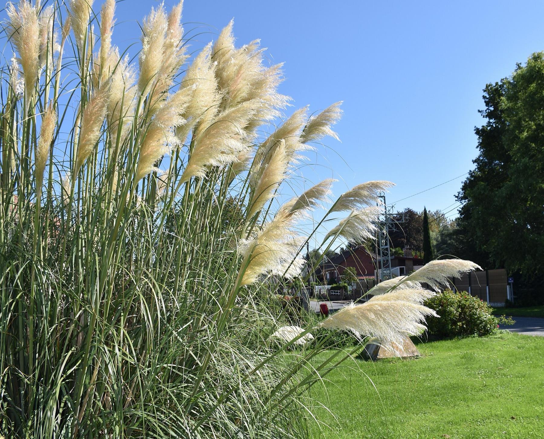 Pampas Grass — photo 5