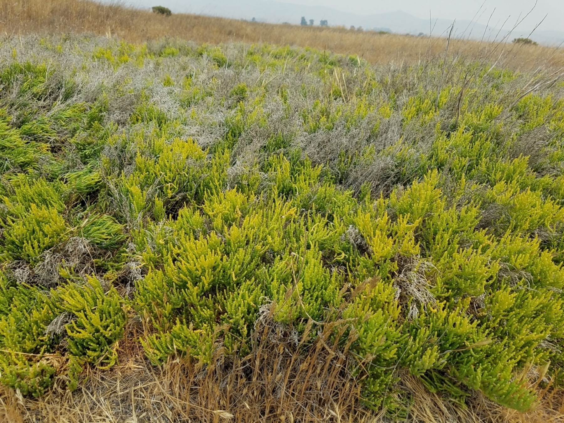 Parish's Glasswort — photo 6