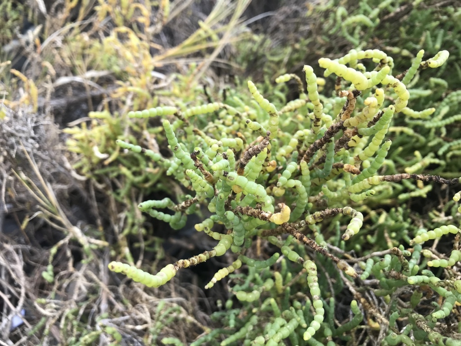 Parish's Glasswort — photo 7