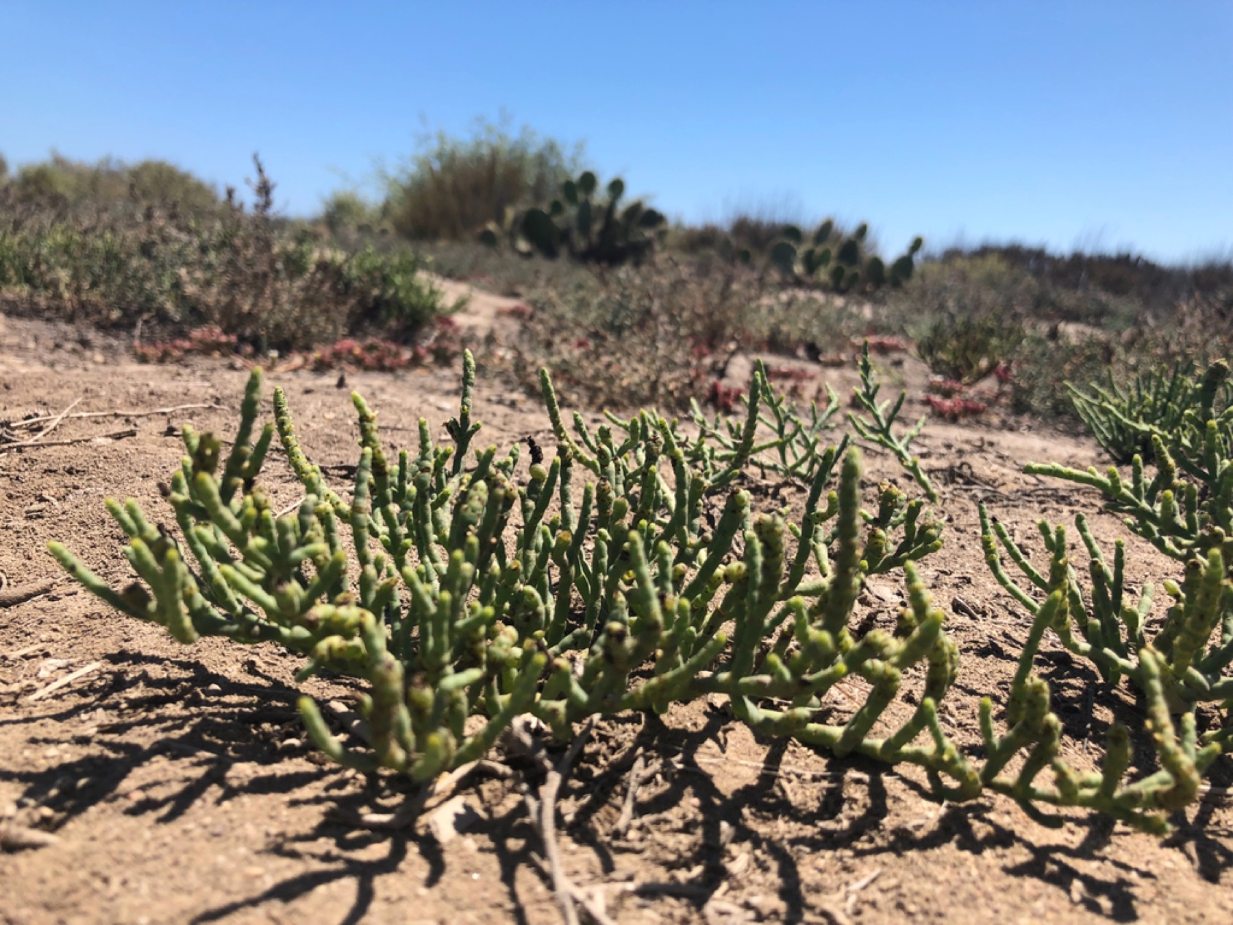Parish's Glasswort — photo 8