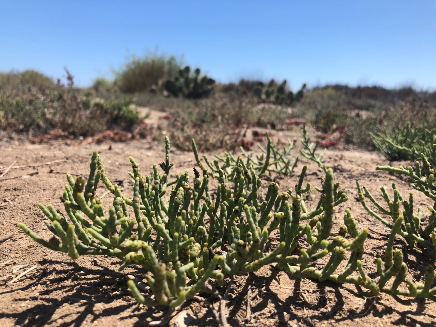 Parish's Glasswort — photo 9