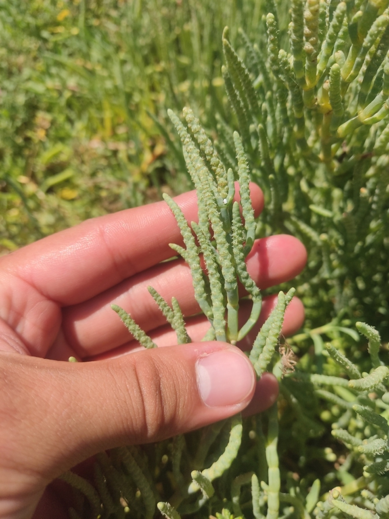 Parish's Glasswort — photo 10