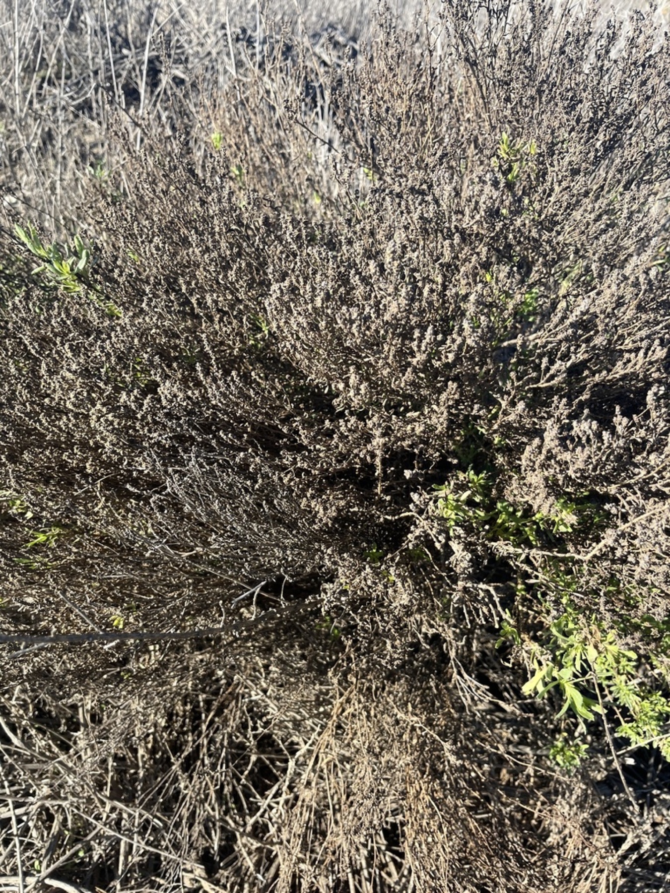 Parish's Glasswort — photo 11