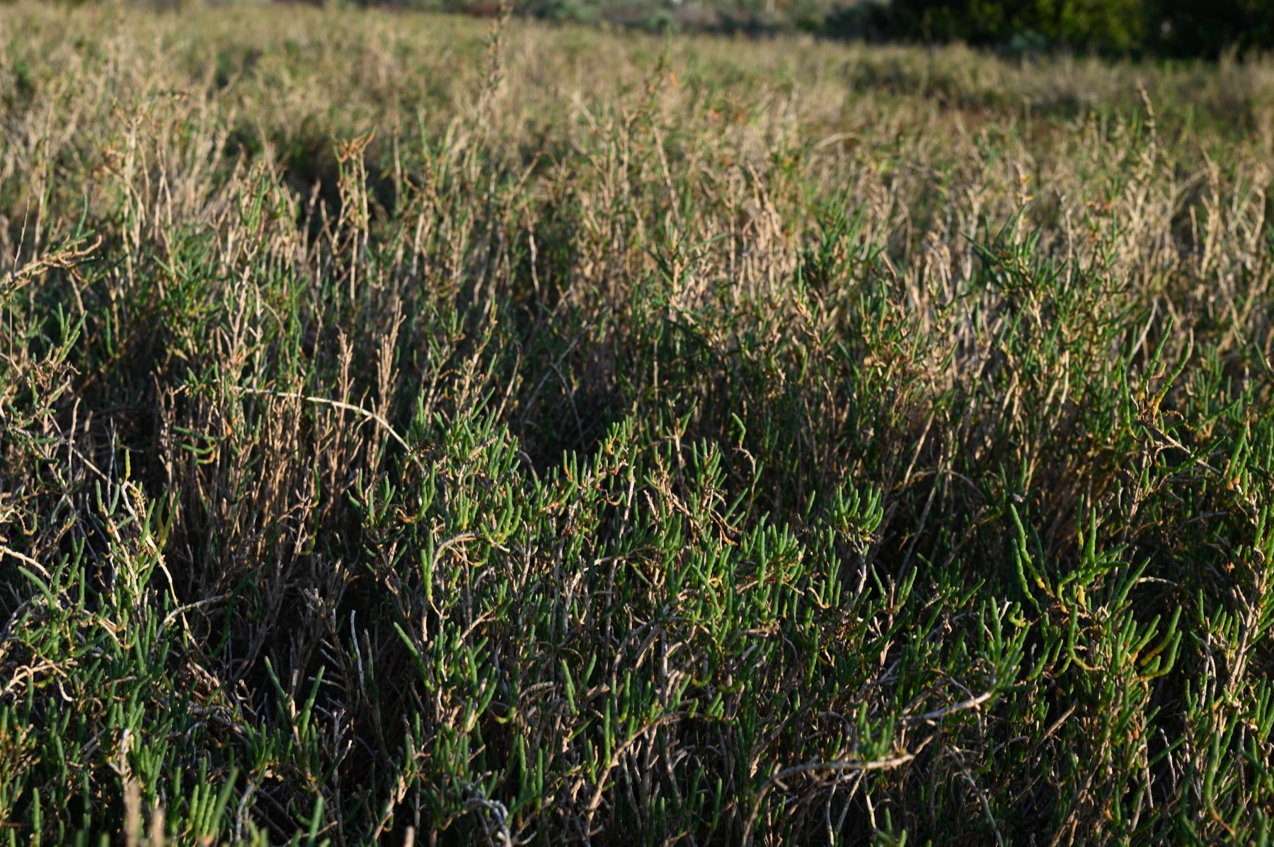 Parish's Glasswort — photo 12