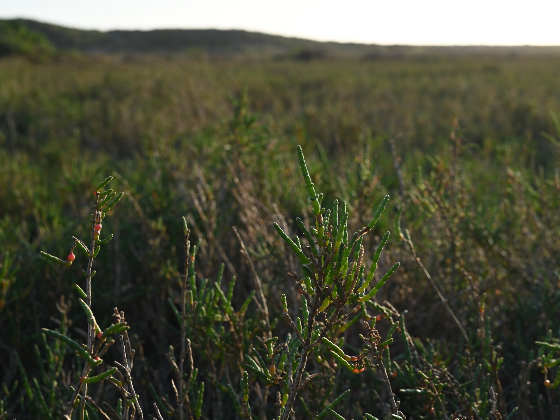Parish's Glasswort — photo 13
