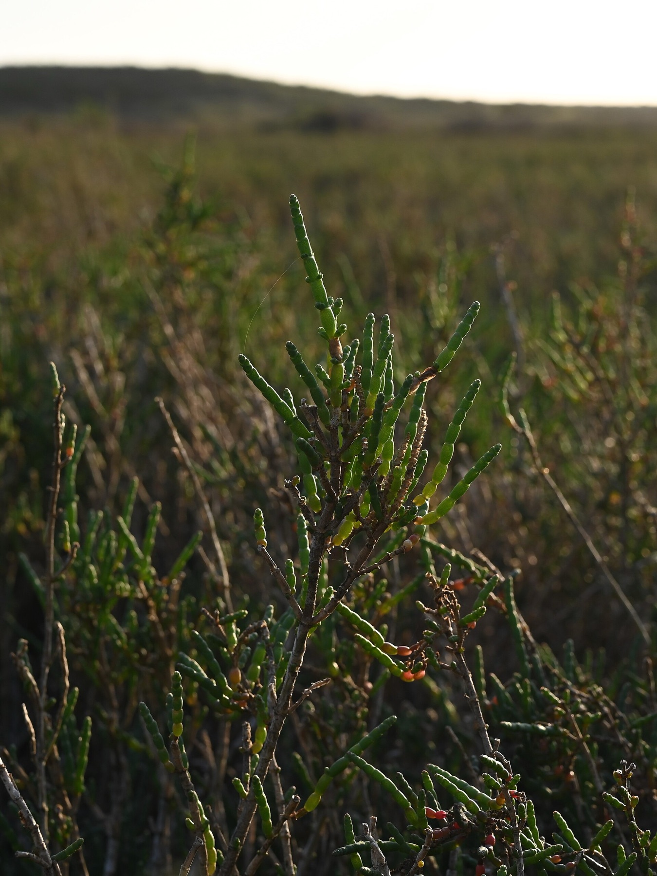 Parish's Glasswort — photo 14