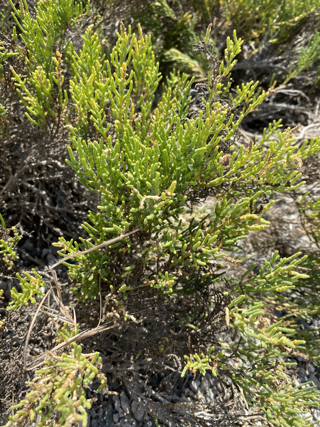 Parish's Glasswort — photo 15