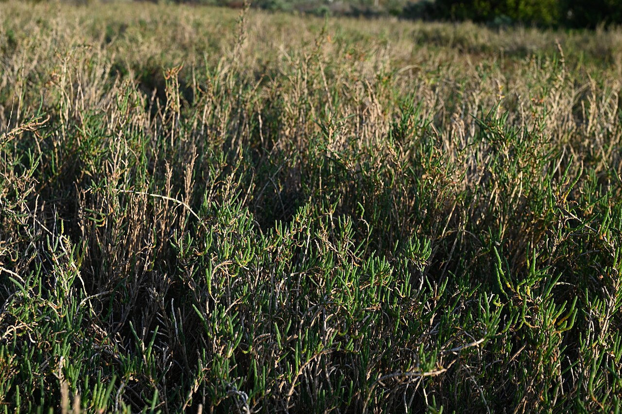 Parish's Glasswort — photo 17