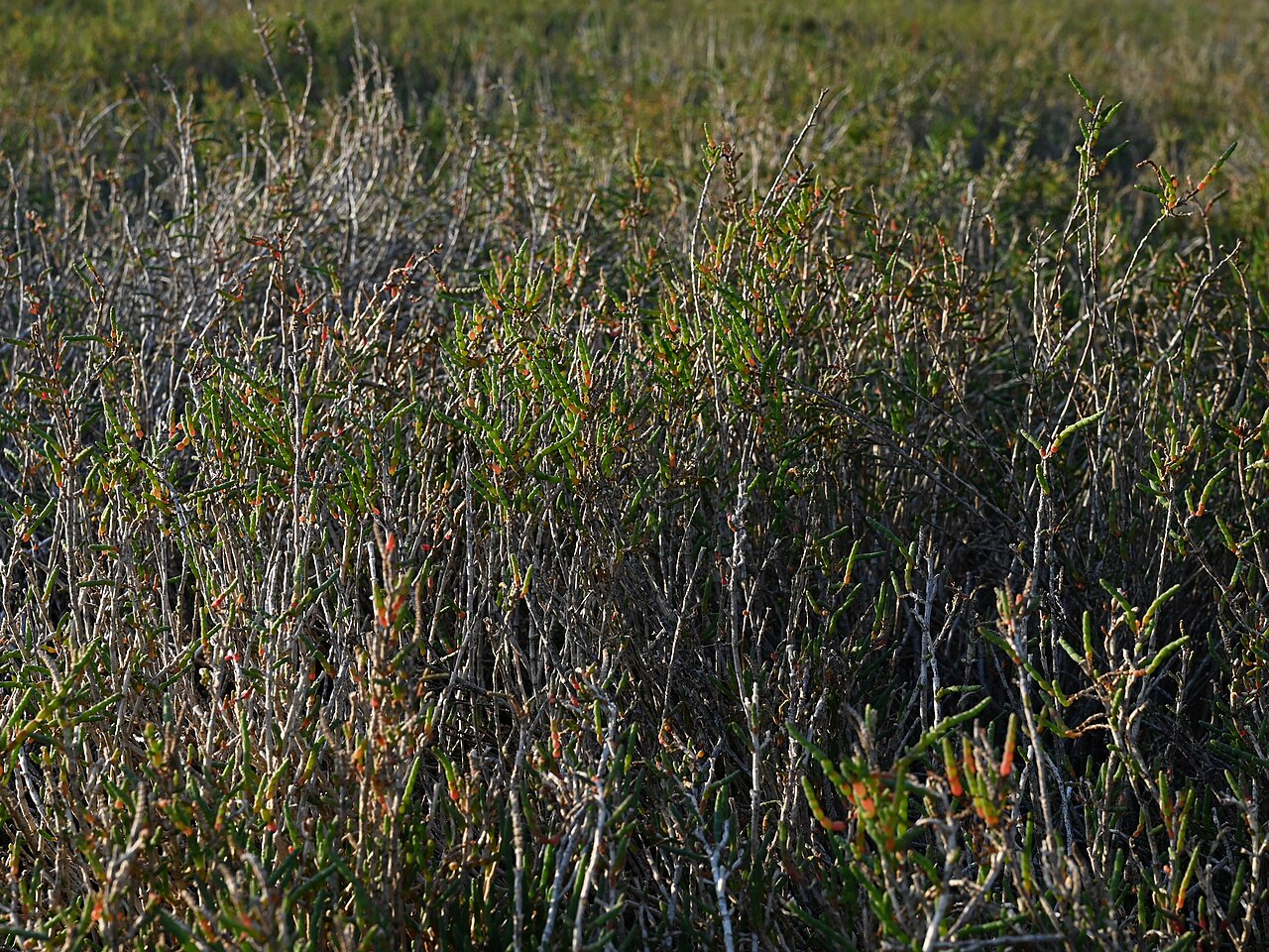 Parish's Glasswort — photo 19