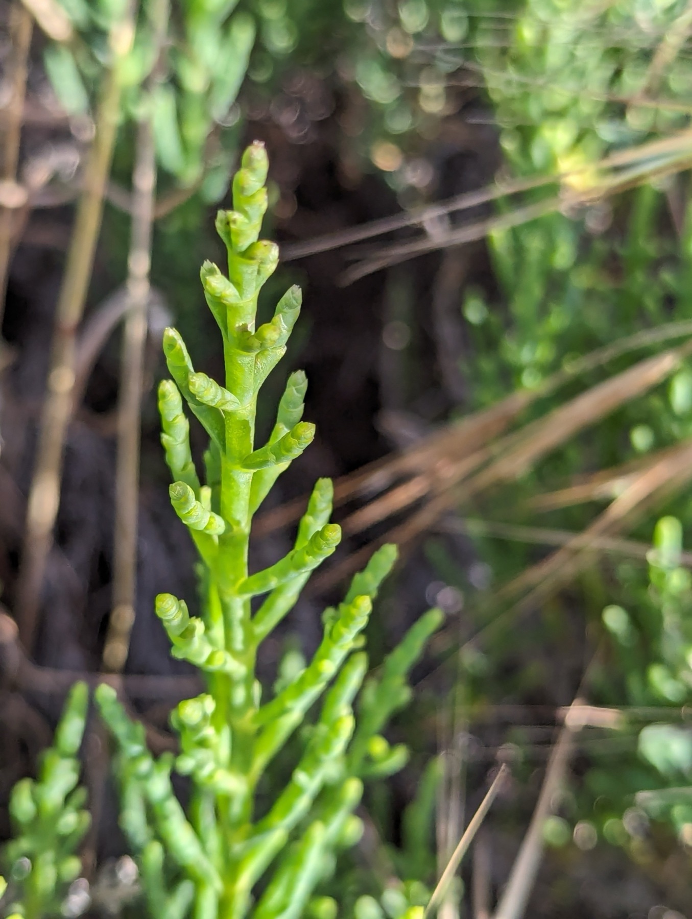 Parish's Glasswort