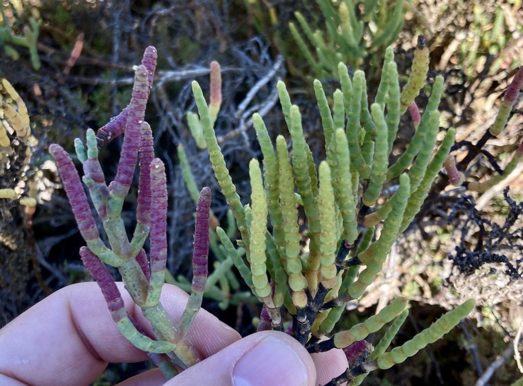 Parish's Glasswort — photo 2