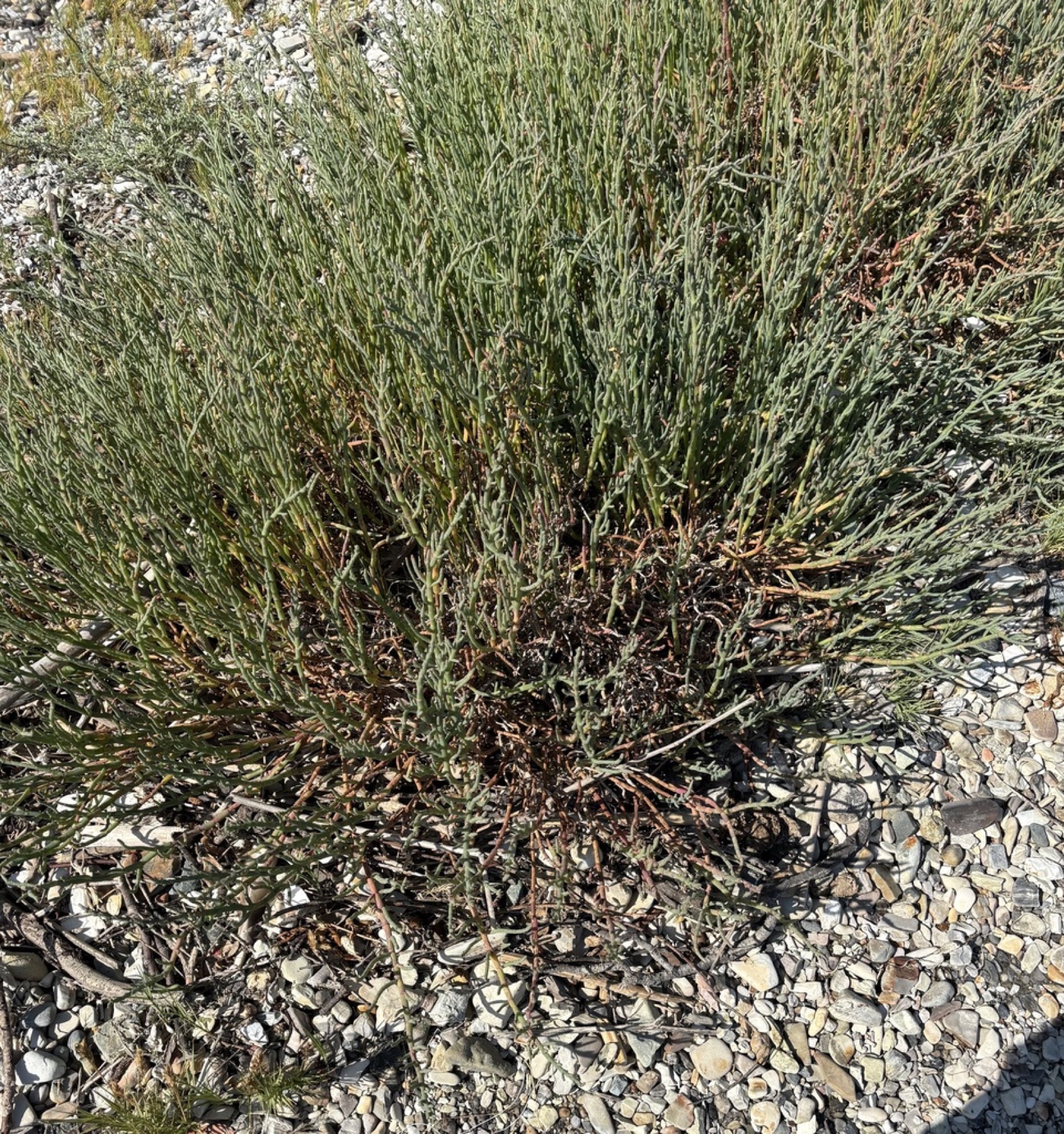 Parish's Glasswort — photo 3