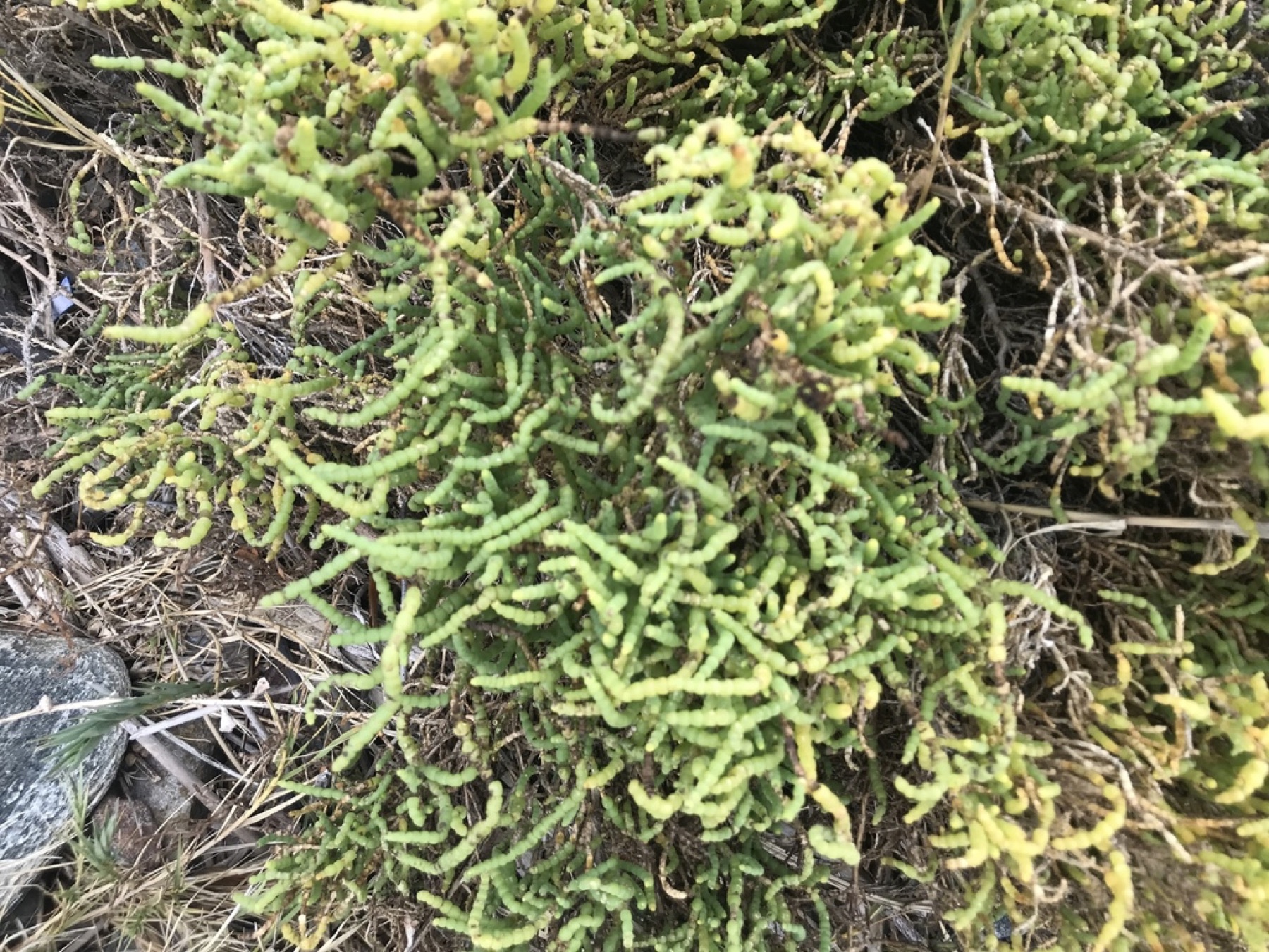 Parish's Glasswort — photo 4