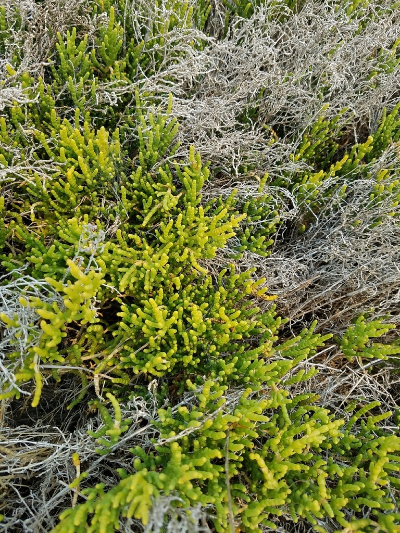 Parish's Glasswort — photo 5