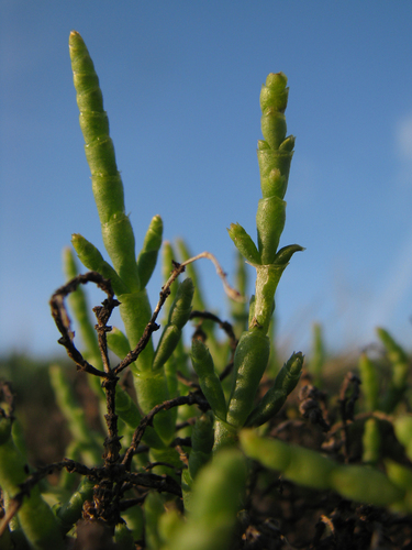 Parish's Glasswort — photo 16