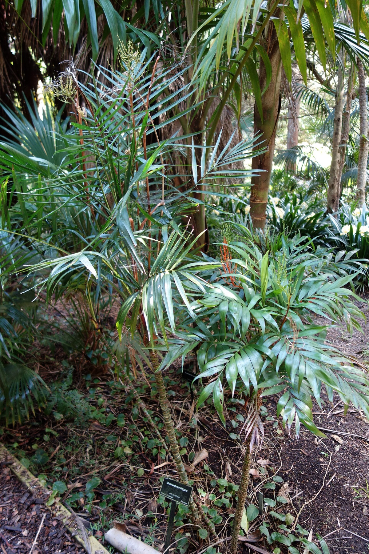 Parlor Palm — photo 6