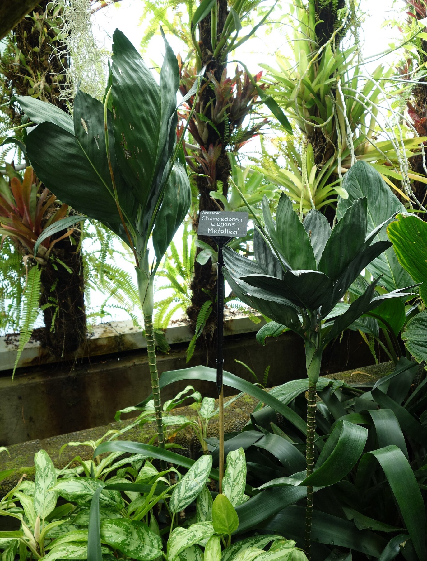 Parlor Palm — photo 7