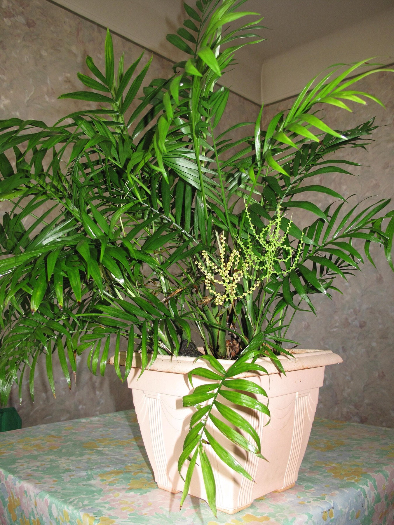Parlor Palm — photo 8