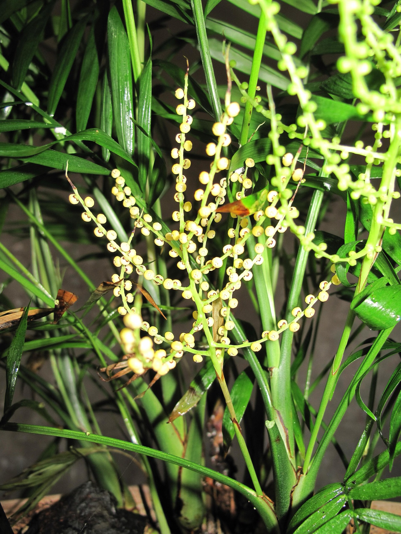 Parlor Palm — photo 9