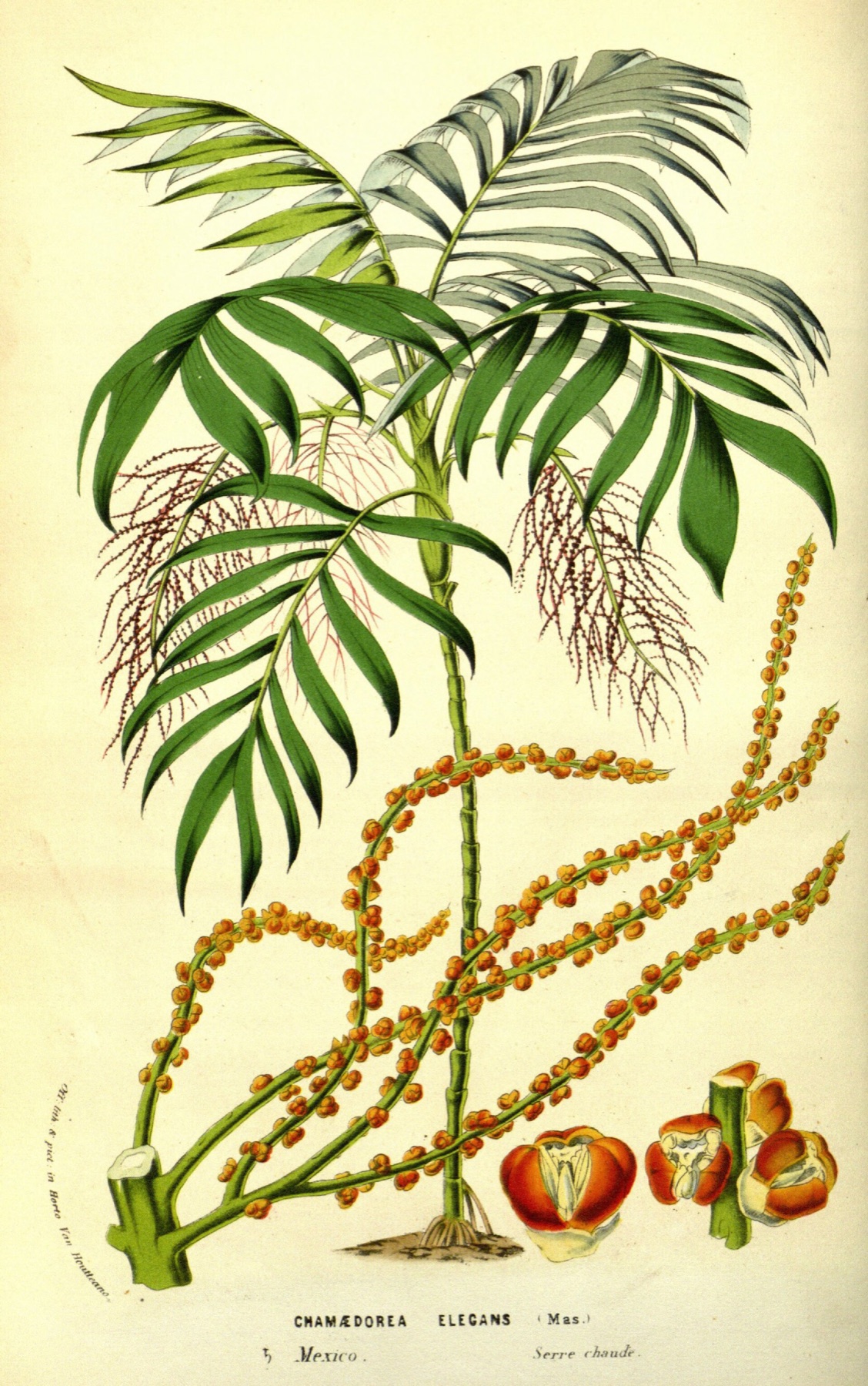Parlor Palm — photo 10