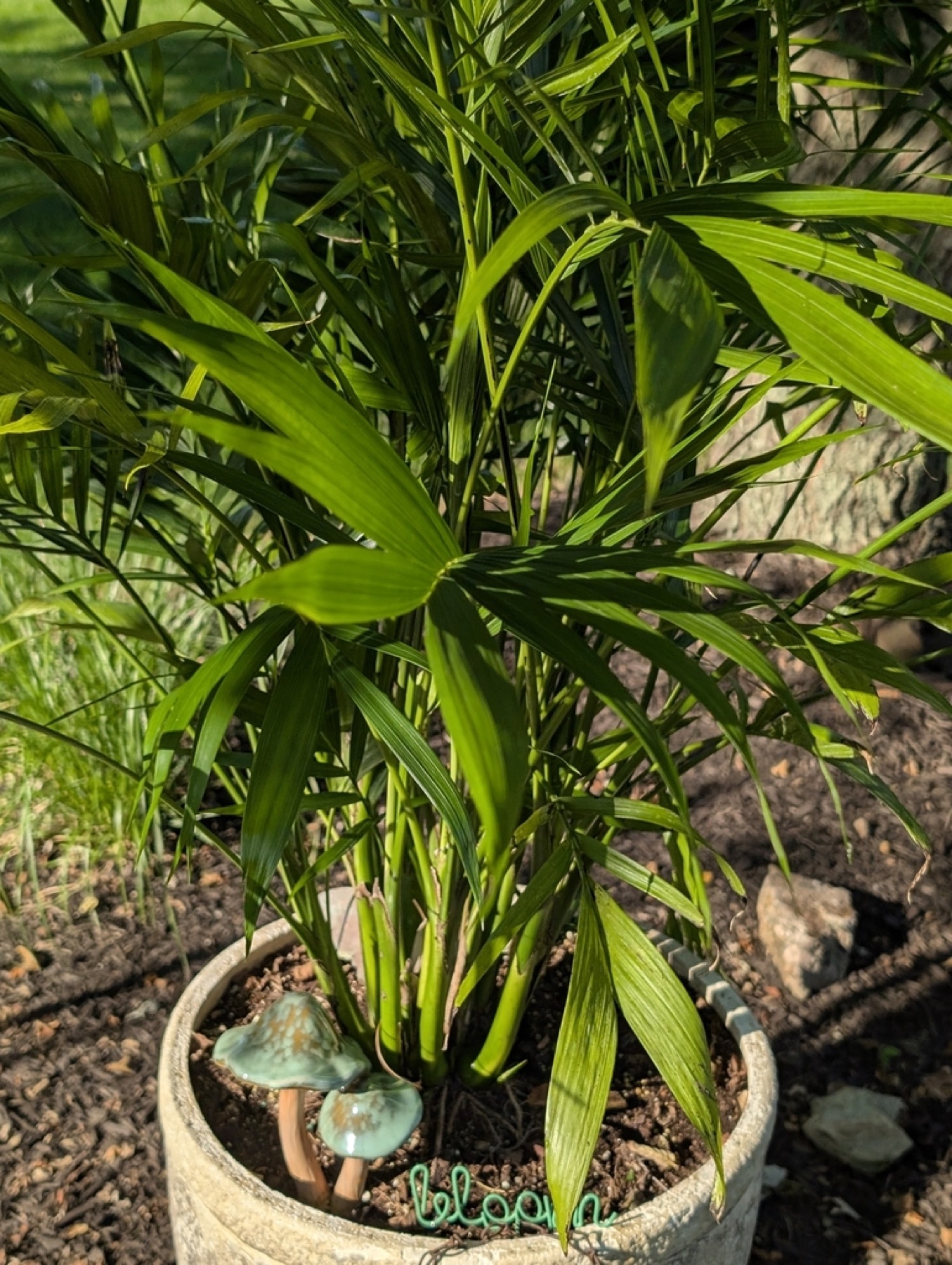 Parlor Palm — photo 11
