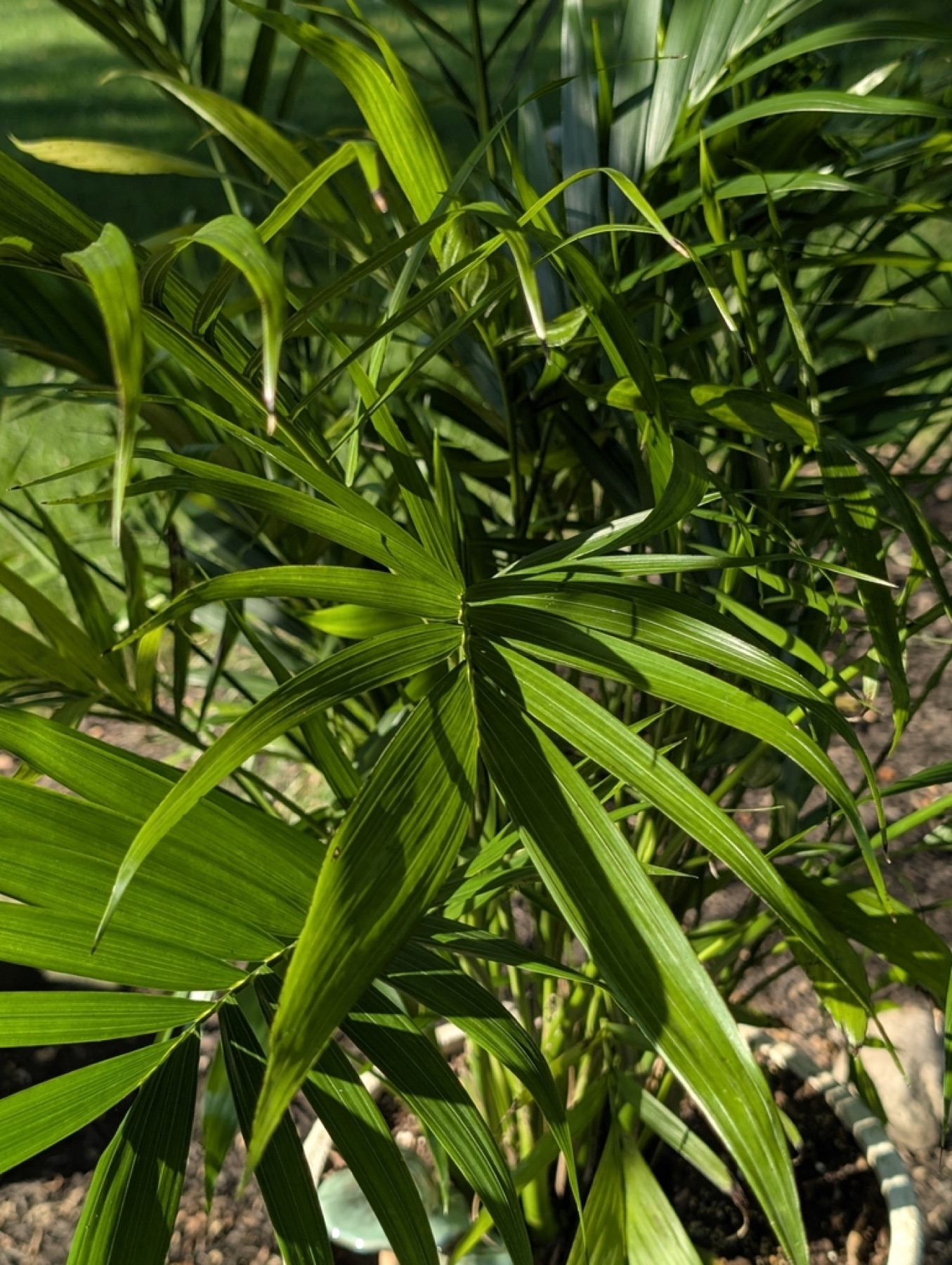 Parlor Palm — photo 12
