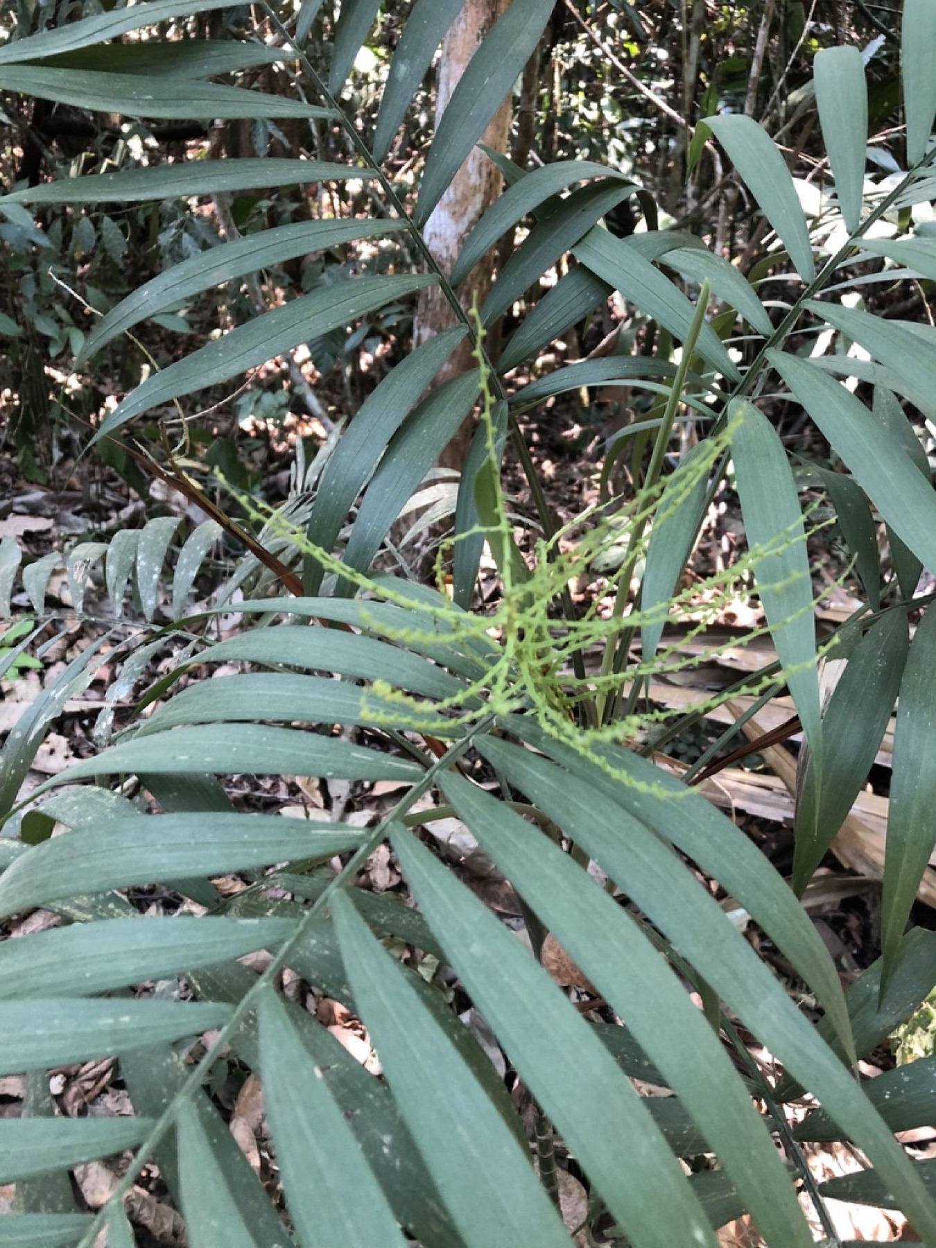 Parlor Palm — photo 13