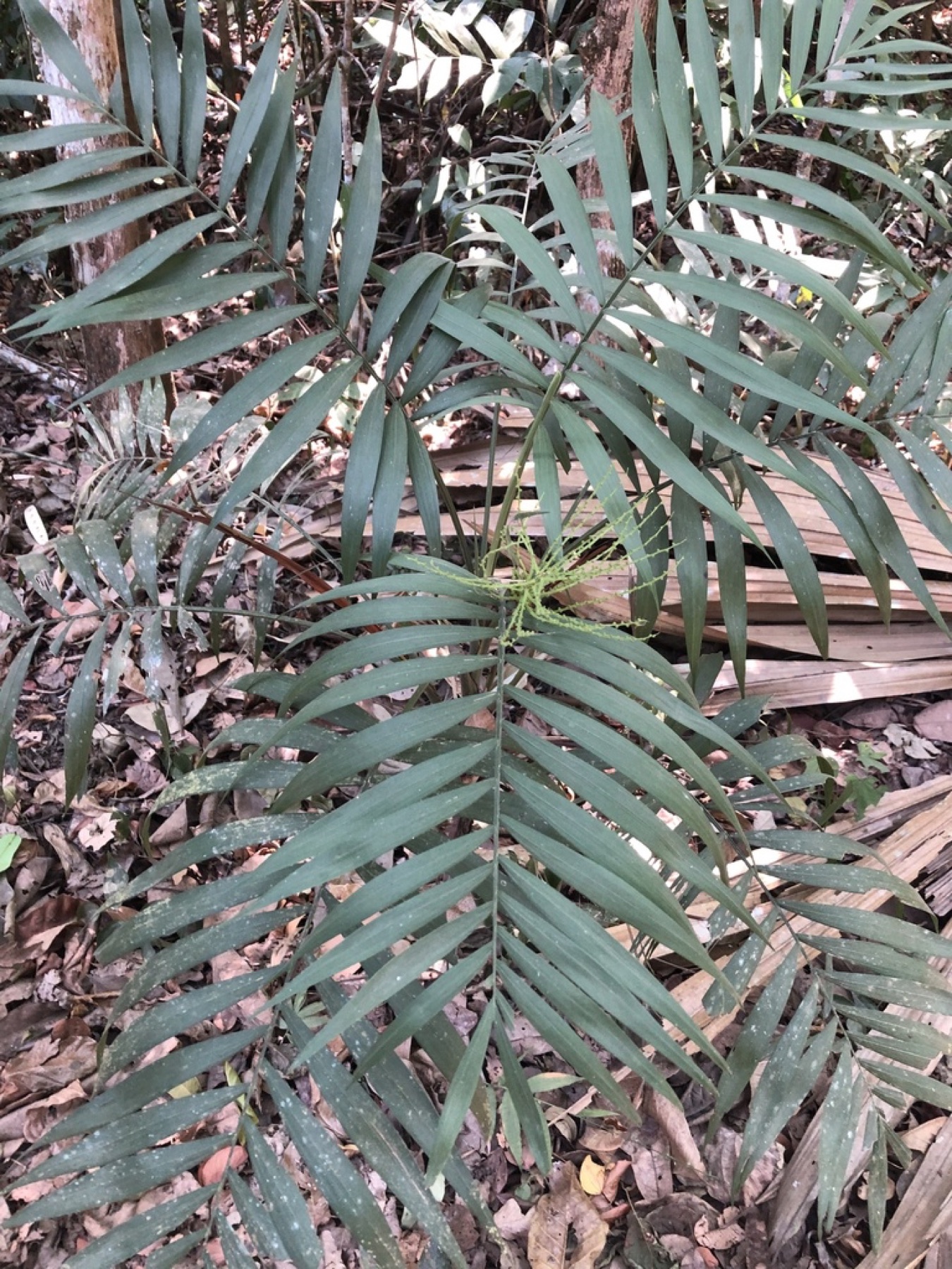 Parlor Palm — photo 14