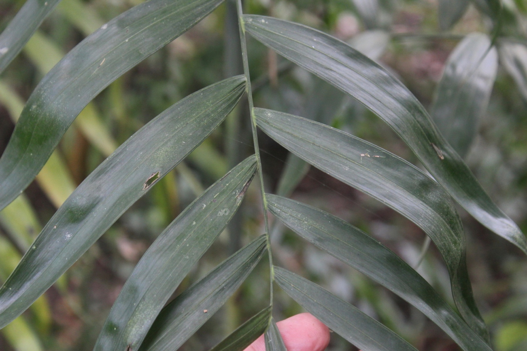 Parlor Palm — photo 15