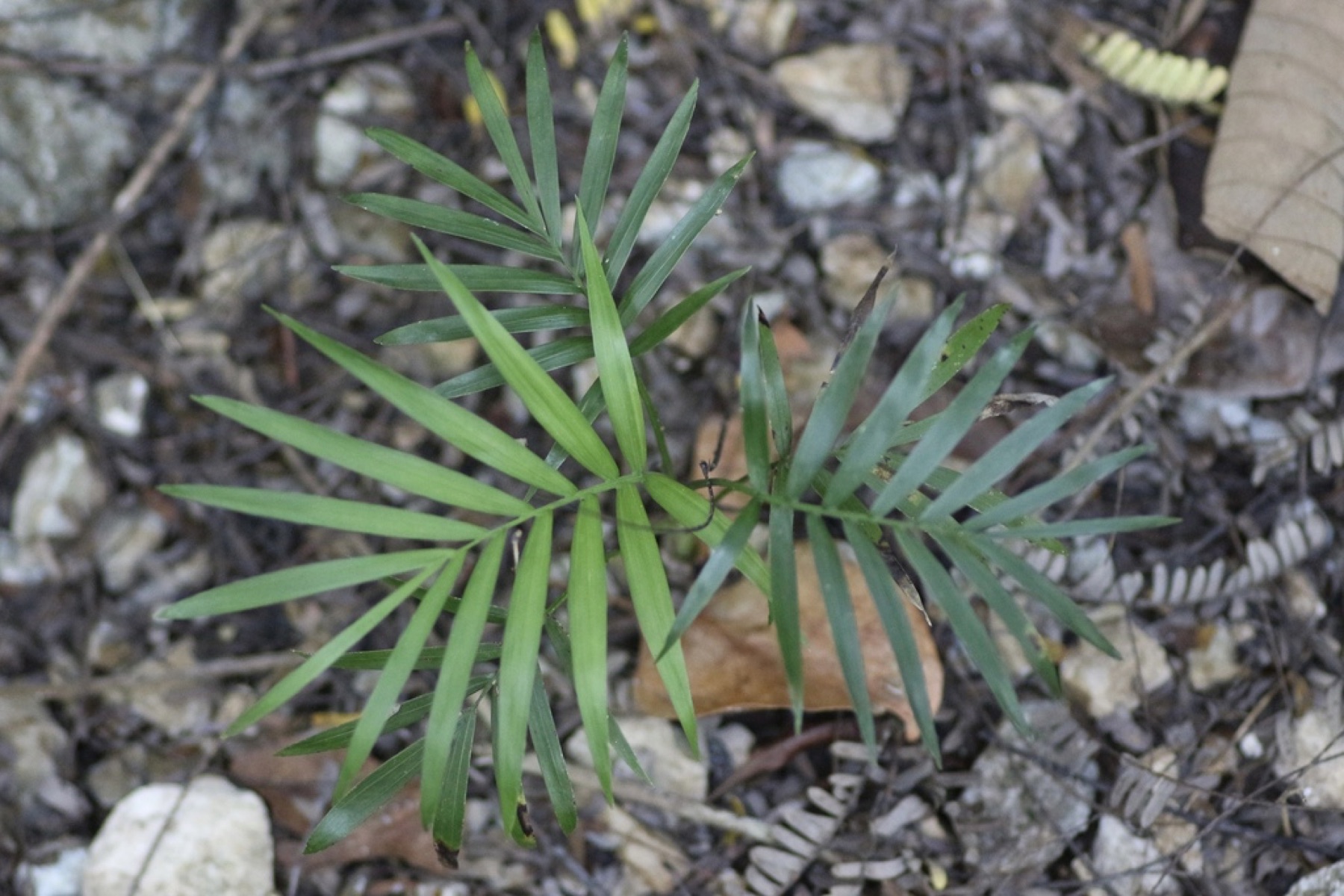 Parlor Palm — photo 16