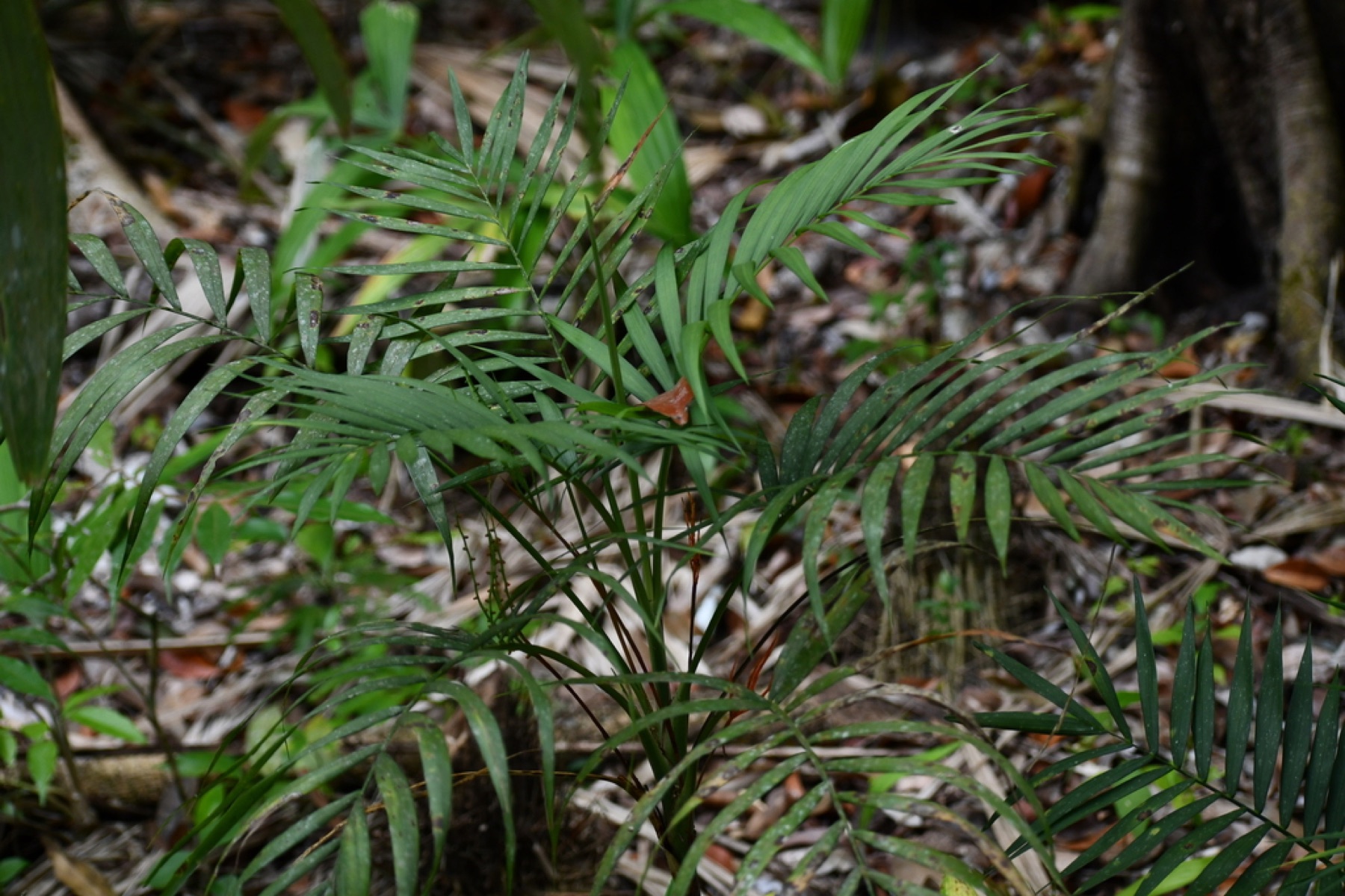Parlor Palm — photo 17