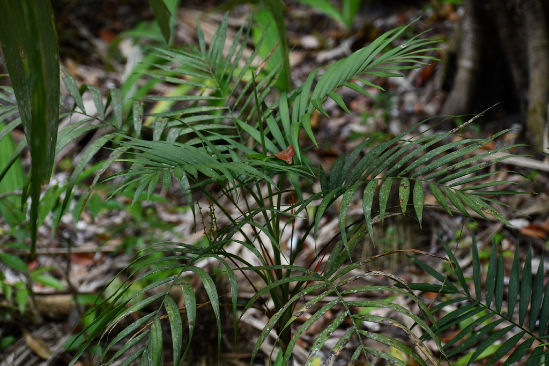 Parlor Palm — photo 18