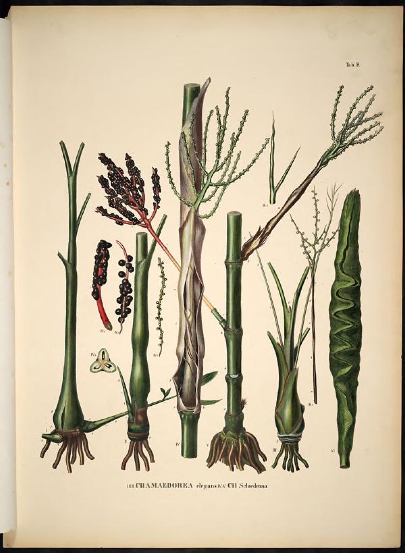 Parlor Palm — photo 19