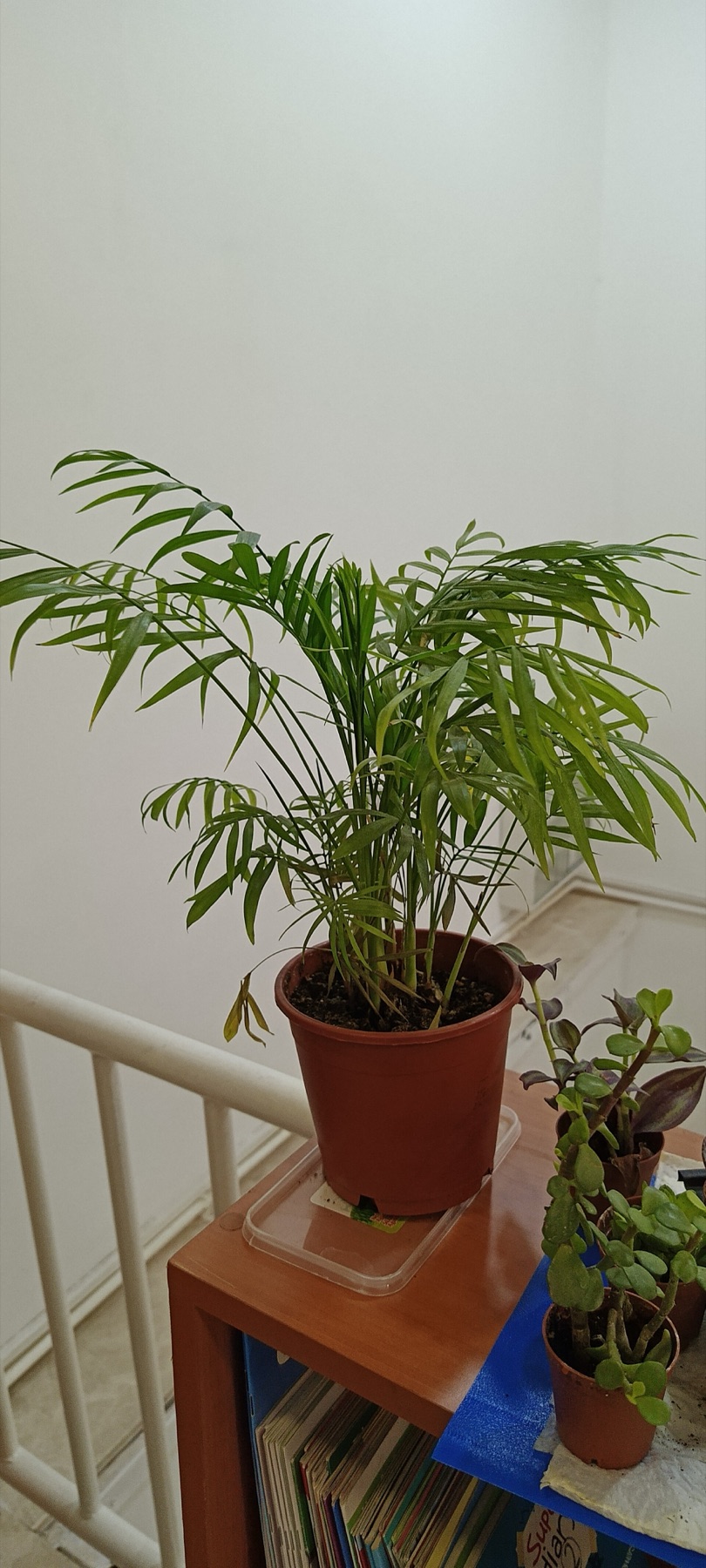Parlor Palm — photo 21