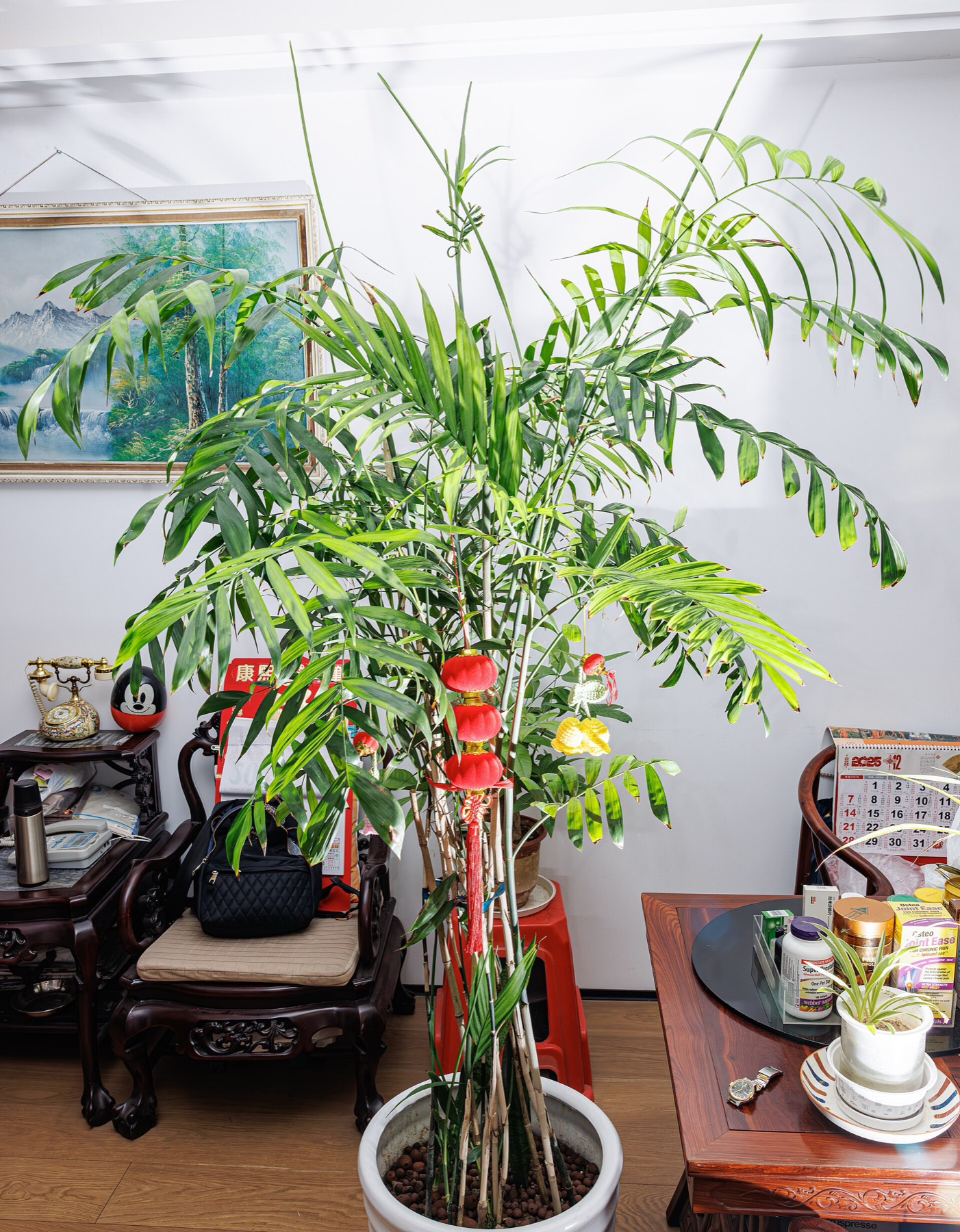 Parlor Palm — photo 22