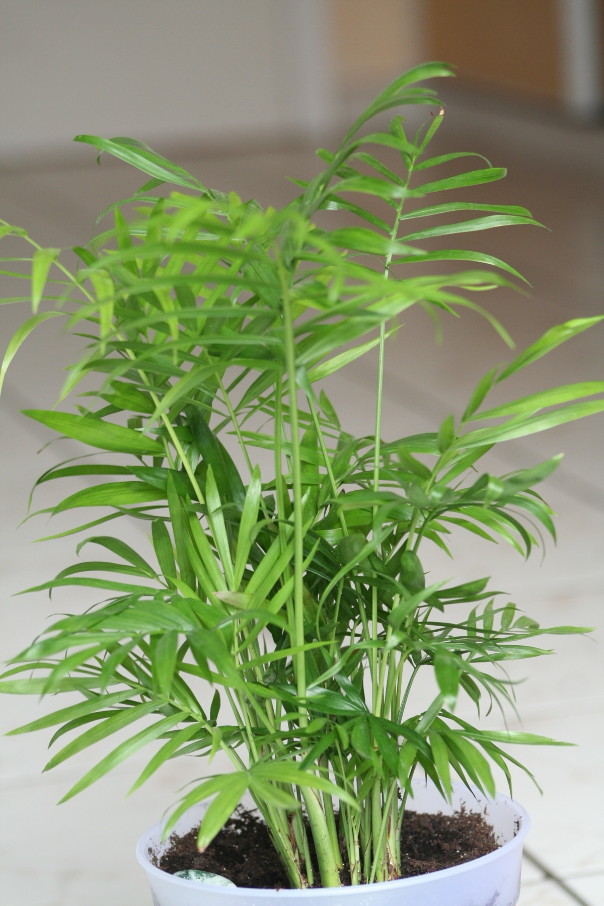 Parlor Palm — photo 23