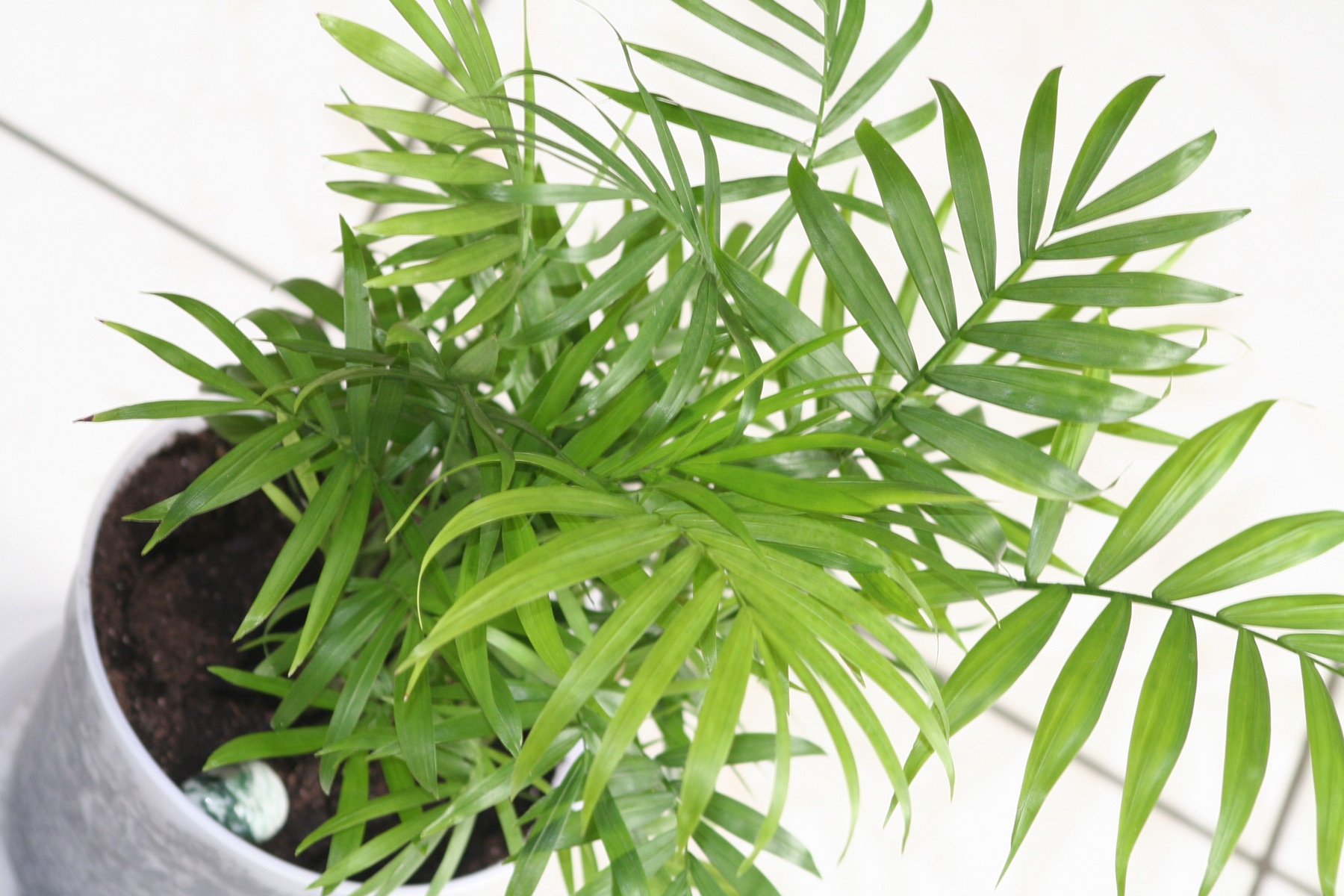 Parlor Palm — photo 24